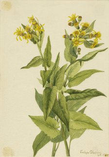 Arrowleaf Groundsel (Senecia triangularis), 1916. Creator: Mary Vaux Walcott.