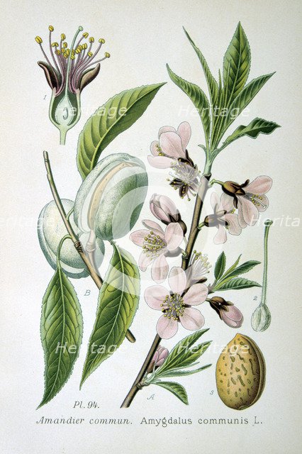 Sweet almond, 1893. Artist: Unknown