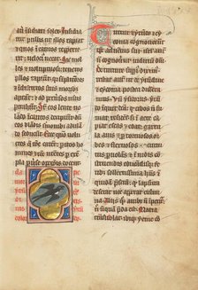 A Swallow; De Natura Avium; De Pastoribus et Ovibus; Bestiarium, 1277 or after. Creator: Unknown.