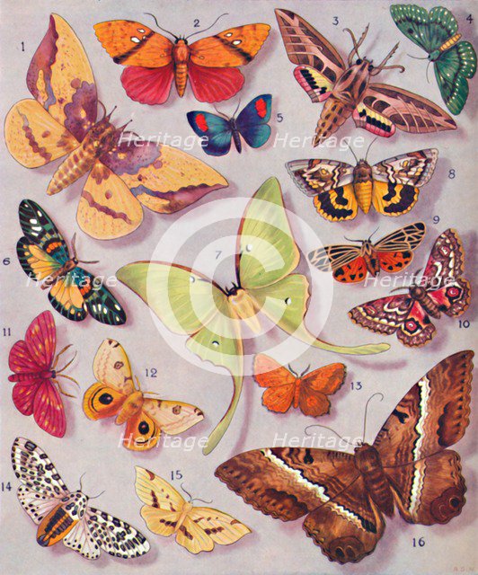 'The Magnificent Colouring of Some Moths', 1935. Artist: Unknown.