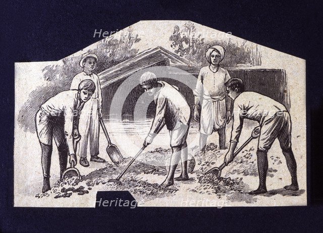 Native spreading cocoa beans to dry at sun, drawing, 1914.