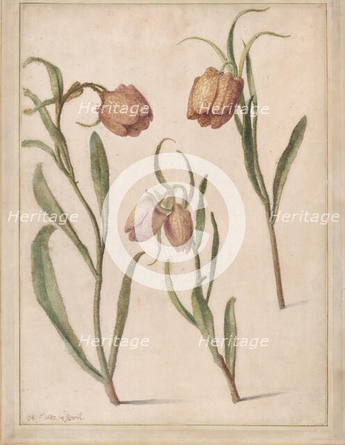 Study of Three Fritillaries, 1683. Creator: Herman Saftleven the Younger.