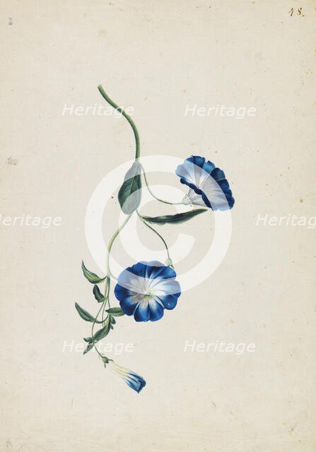 Hedge bindweed, c1830-1840. Creator: Blaschek; Franz (1787-1849).