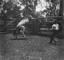Man with rearing horse, c1900s. Creator: Robert Augustus Henry L'Estrange.