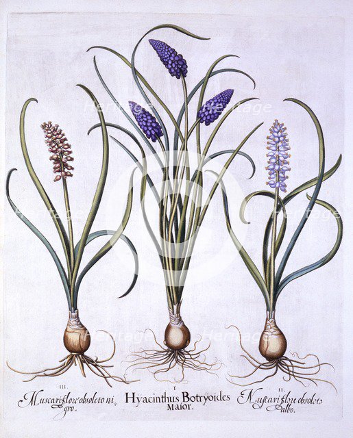 Grape Hyacinths, from 'Hortus Eystettensis', by Basil Besler (1561-1629), pub. 1613 (hand-coloured e