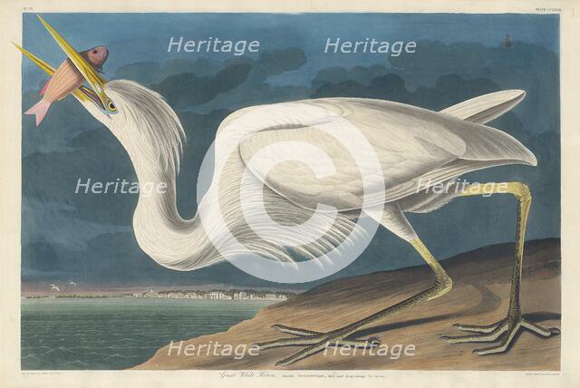 Great White Heron, 1835. Creator: Robert Havell.