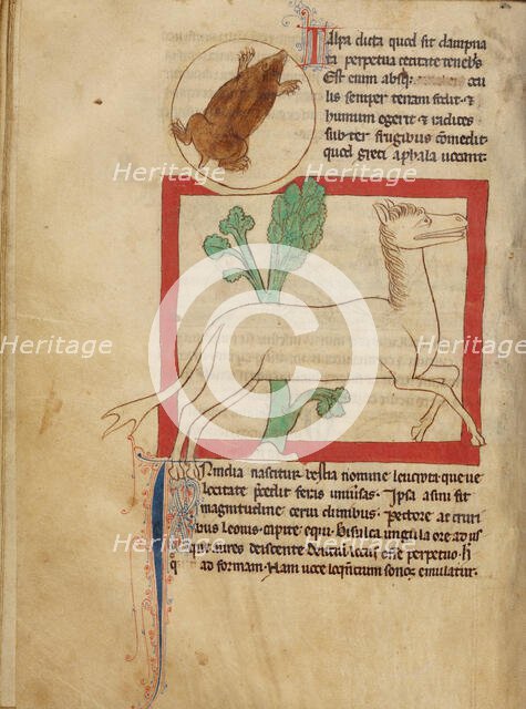 A Mole; A Leucrota; Northumberland Bestiary, about 1250-1260. Creator: Unknown.