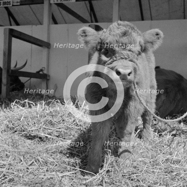 Young Highland calf at the Royal Show, Oxford, Oxfordshire, 1959. Artist: John Gay.