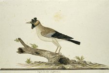 Creatophora cinerea (Wattled starling), 1777-1786. Creator: Robert Jacob Gordon.