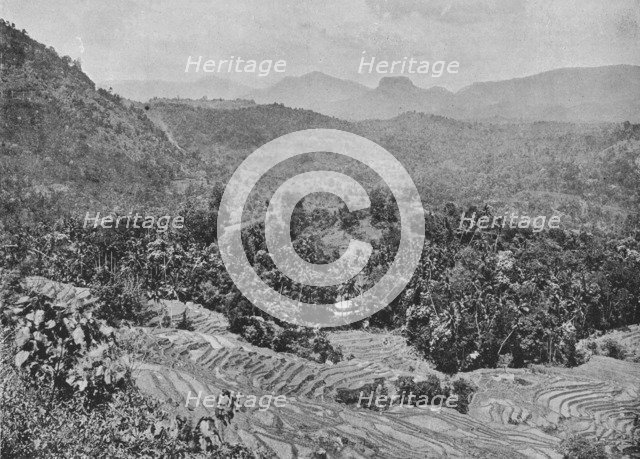 'View of Paddy Field from Kadugannawa Pass', c1890, (1910). Artist: Alfred William Amandus Plate.