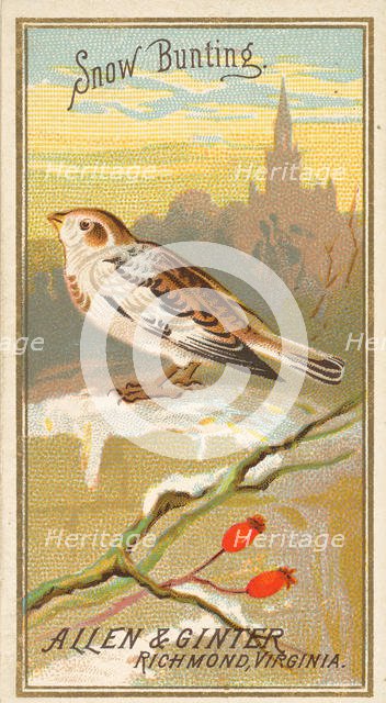 Snow Bunting, from the Birds of America series (N4) for Allen & Ginter Cigarettes Brands, 1888. Creator: Allen & Ginter.