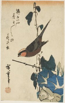Sparrow and morning glories, n.d. Creator: Ando Hiroshige.