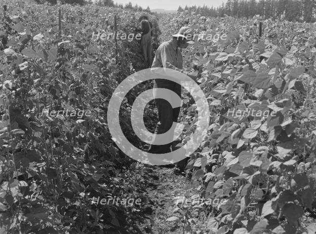Migratory bean pickers, came from Dakota, near West Stayton, Marion County, Oregon, 1939. Creator: Dorothea Lange.