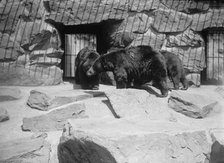 Zoo, Washington, D.C.: Black Bear, 1916. Creator: Harris & Ewing.