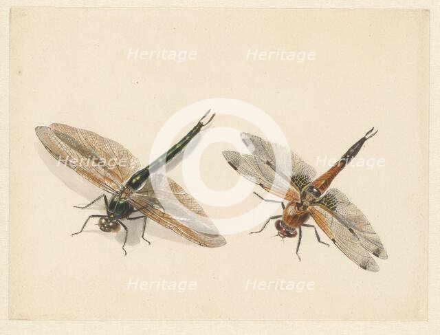 Study of two dragonflies, 1824-1900. Creator: Albertus Steenbergen.