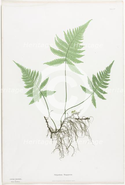 Ferns of Great Britain and Ireland: Polypodium Phegopteris, 1855-1856. Creator: Henry Bradbury (British, 1829-1860); Bradbury and Evans.
