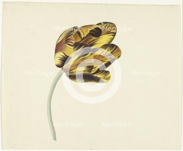Tulip called Bizard Phoenix, 1741-1795. Creator: Cornelis van Noorde.