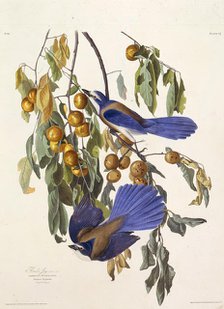 The Florida scrub jay. From "The Birds of America", 1827-1838. Creator: Audubon, John James (1785-1851).