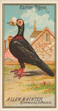 Carrier Pigeon, from the Birds of America series (N4) for Allen & Ginter Cigarettes Brands, 1888. Creator: Allen & Ginter.