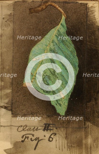 Smaller Spotted Beach Leaf Edge Caterpillar..., late 19th-early 20th century. Creator: Emma Beach Thayer.