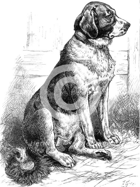 The St. Bernard Dog Show: Leila, the Champion Smooth-Coated Female, 1883. Creator: J. G..