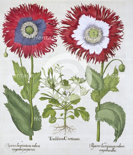 Ornamental poppies, 1613. Artist: Unknown
