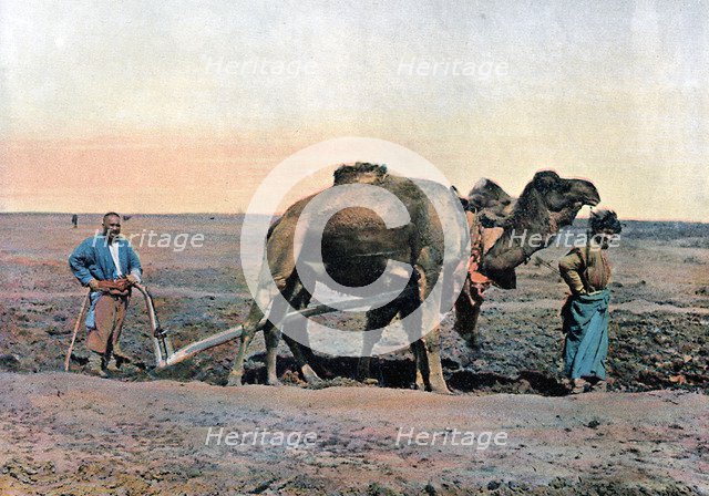Farm labourers ploughing with a camel, Caucasus, c1890.Artist: Gillot