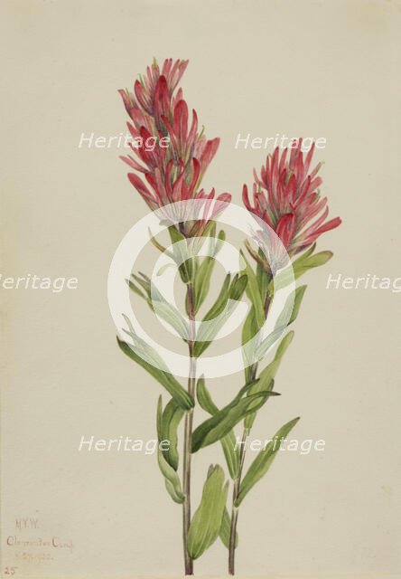 Alberta Paintbrush (Catilleja miniata), 1920. Creator: Mary Vaux Walcott.