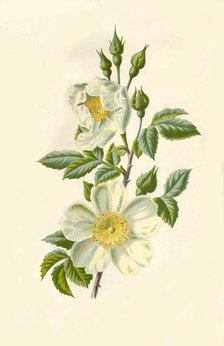'Field Rose', 1877. Creator: Frederick Edward Hulme.