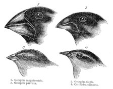 Four or the species of finch observed by Darwin on the Galapagos Islands. Artist: Unknown