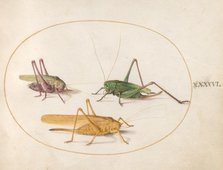 Plate 46: Three Grasshoppers, c. 1575/1580. Creator: Joris Hoefnagel.