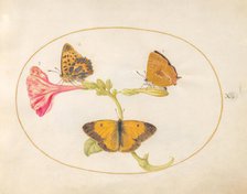 Plate 10: Three Butterflies on a Four O' Clock Flower, c. 1575/1580. Creator: Joris Hoefnagel.