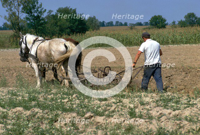 Horse ploughing in Hungary. Artist: CM Dixon Artist: Unknown