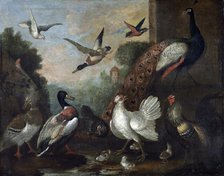 The birds, 17th century. Creator: Melchior d'Hondecoeter.