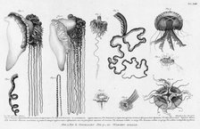 Fig.1.2. Stinging Cubomedusae; F.3.4. Its Long Tentacles; F. 5. Sea Medusae with..., 1813. Creator: Pavel Ivanovich Maslovskii.
