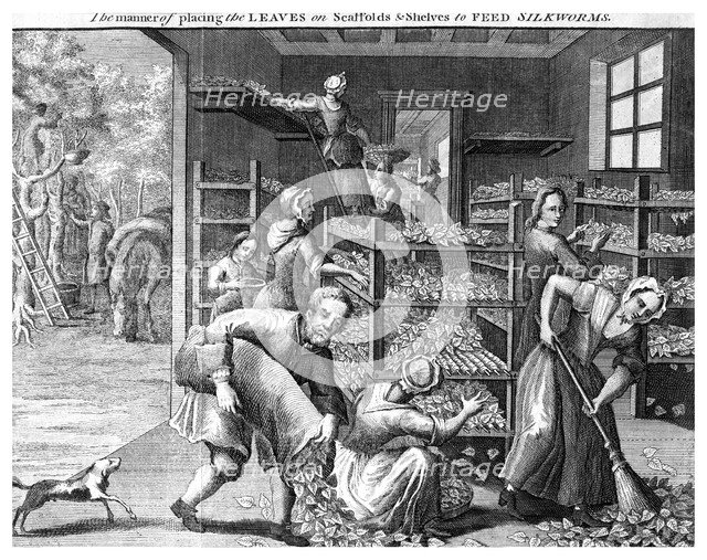 Feeding silkworms, 18th century(?). Artist: Unknown