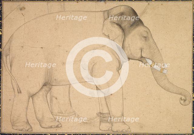 Drawing of an Elephant, c. 1700. Creator: Unknown.