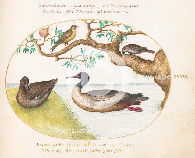 Animalia Volatilia et Amphibia (Aier): Plate XXXV, c. 1575/1580. Creator: Joris Hoefnagel.