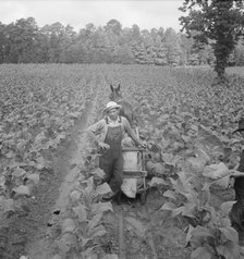 Possibly: Putting in tobacco, Shoofly, North Carolina, 1939. Creator: Dorothea Lange.