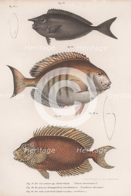 Doctorfish tang, Common snapper, Short-snouted unicornfish. Artist: Unknown.