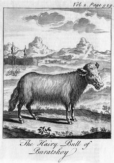 'The Hairy Bull of Buratskoy', c18th century. Artist: Unknown