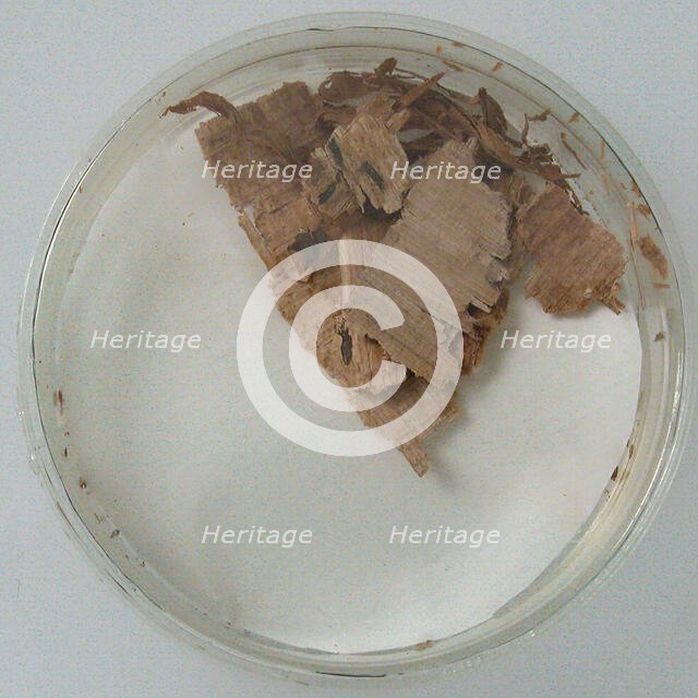 Papyri Fragments, Coptic, 7th century. Creator: Unknown.