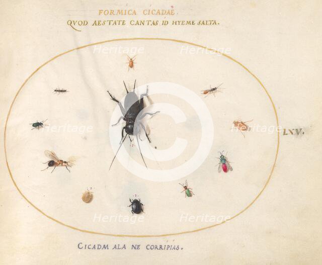 Plate 65: A Cricket Surrounded by Insects, c. 1575/1580. Creator: Joris Hoefnagel.