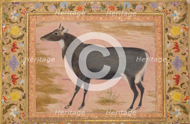 Study of a Nilgai (Blue Bull), Folio from the Shah Jahan Album, verso: ca. 1620; recto ca. 1540. Creator: Mansur.