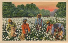 Cotton Picking, Augusta, Georgia, 1943. Artist: Unknown