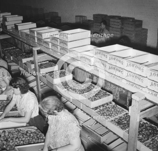 Packing fresh prunes at night on Produce Row during busy season, Yakima, Washington, 1939. Creator: Dorothea Lange.