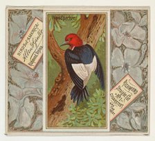 Woodpecker, from the Birds of America series (N37) for Allen & Ginter Cigarettes, 1888. Creator: Allen & Ginter.