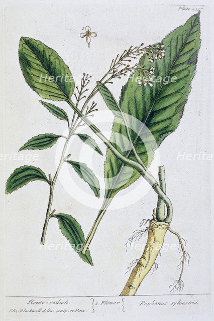 Horseradish, 1782. Artist: Elizabeth Blackwell