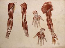 Muscles of the arm and hand: five écorché figures, 1880. Creator: Adele Mongredien.
