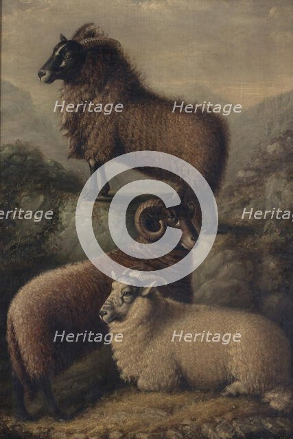 Three Welsh Sheep, 1835. Creator: William Shiels.